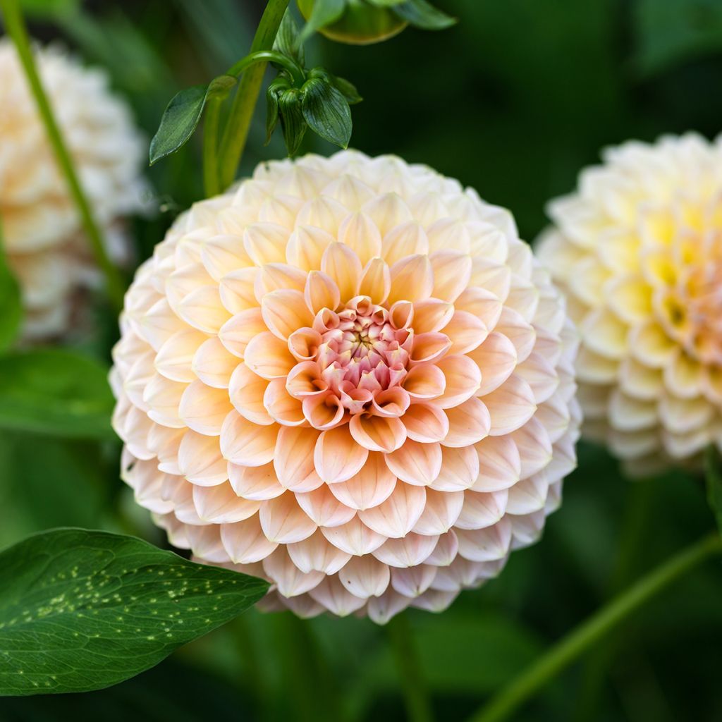 Dahlia balle Linda's Baby