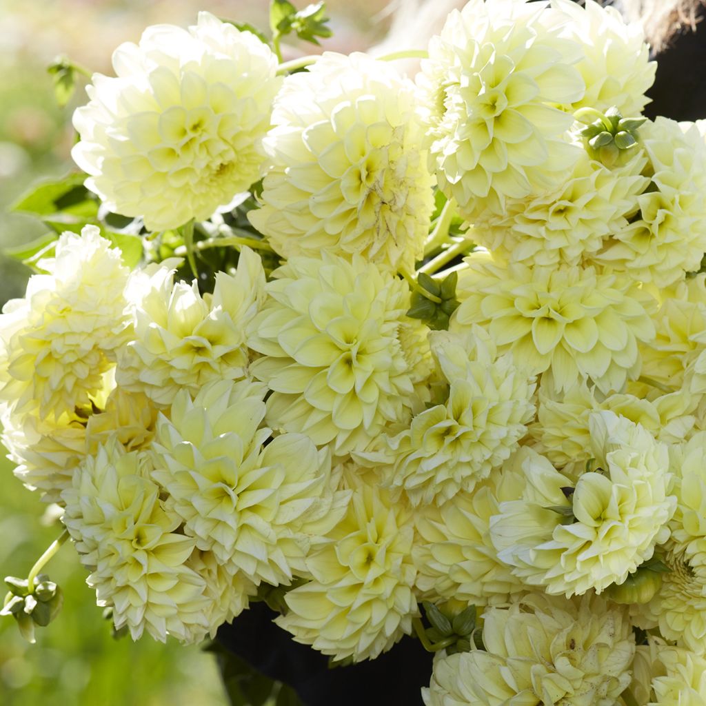 Dália bola Banana Baby