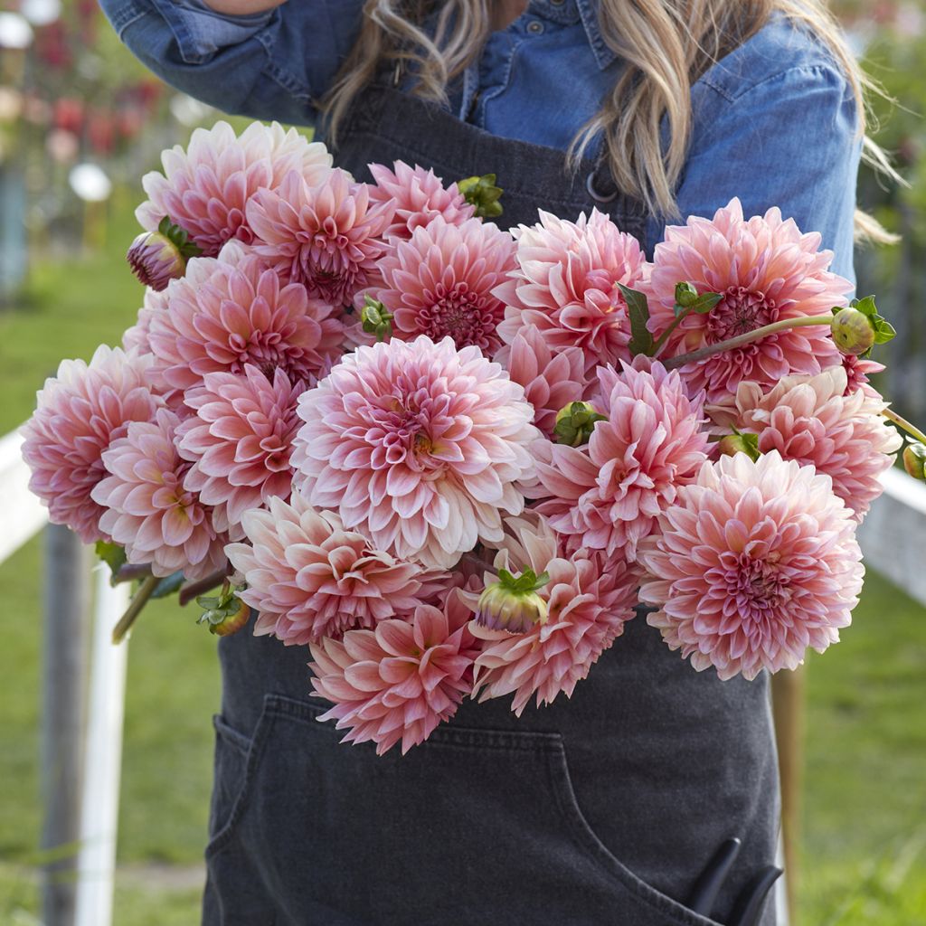 Dália bola Beauty Queen