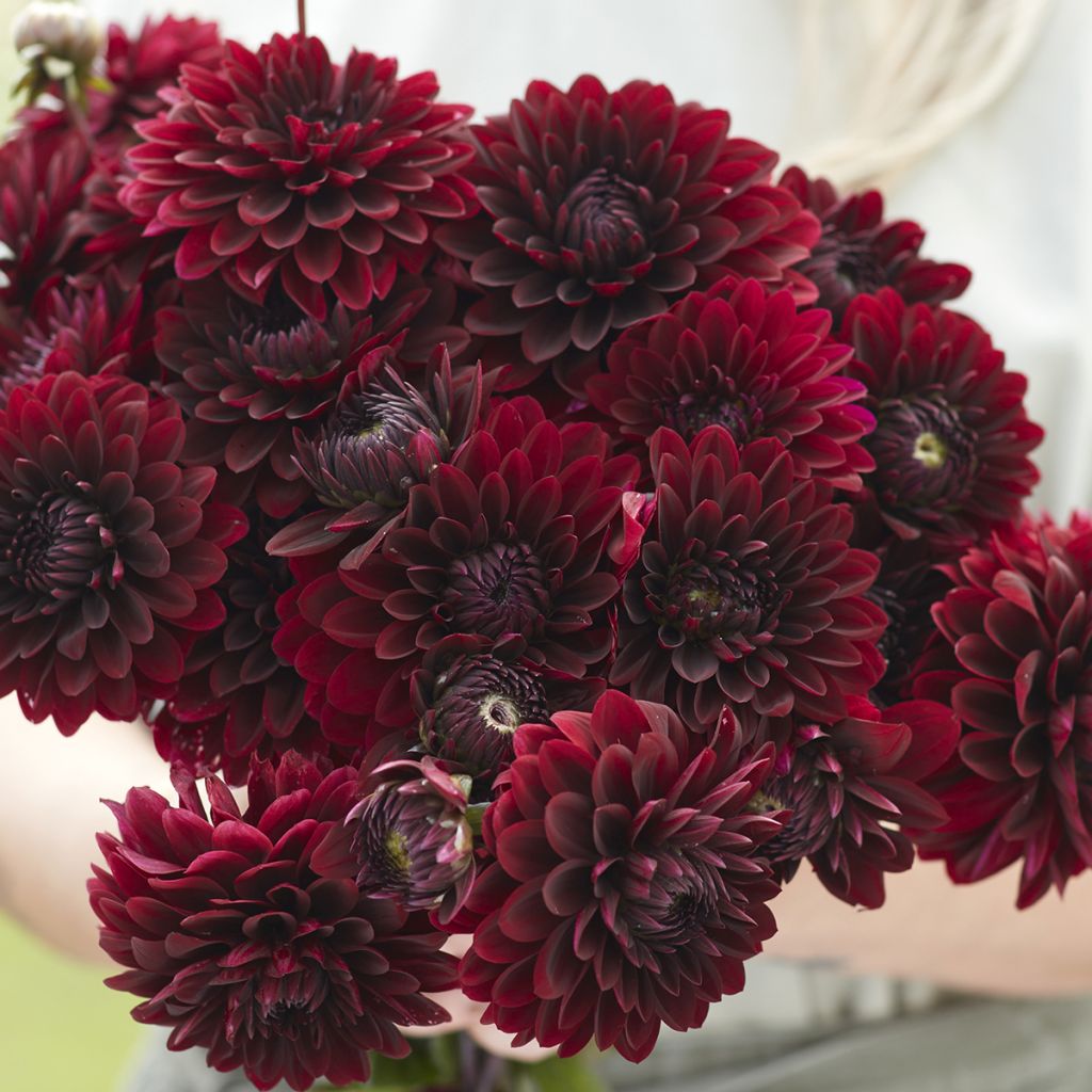 Dália decorativa Black Destiny