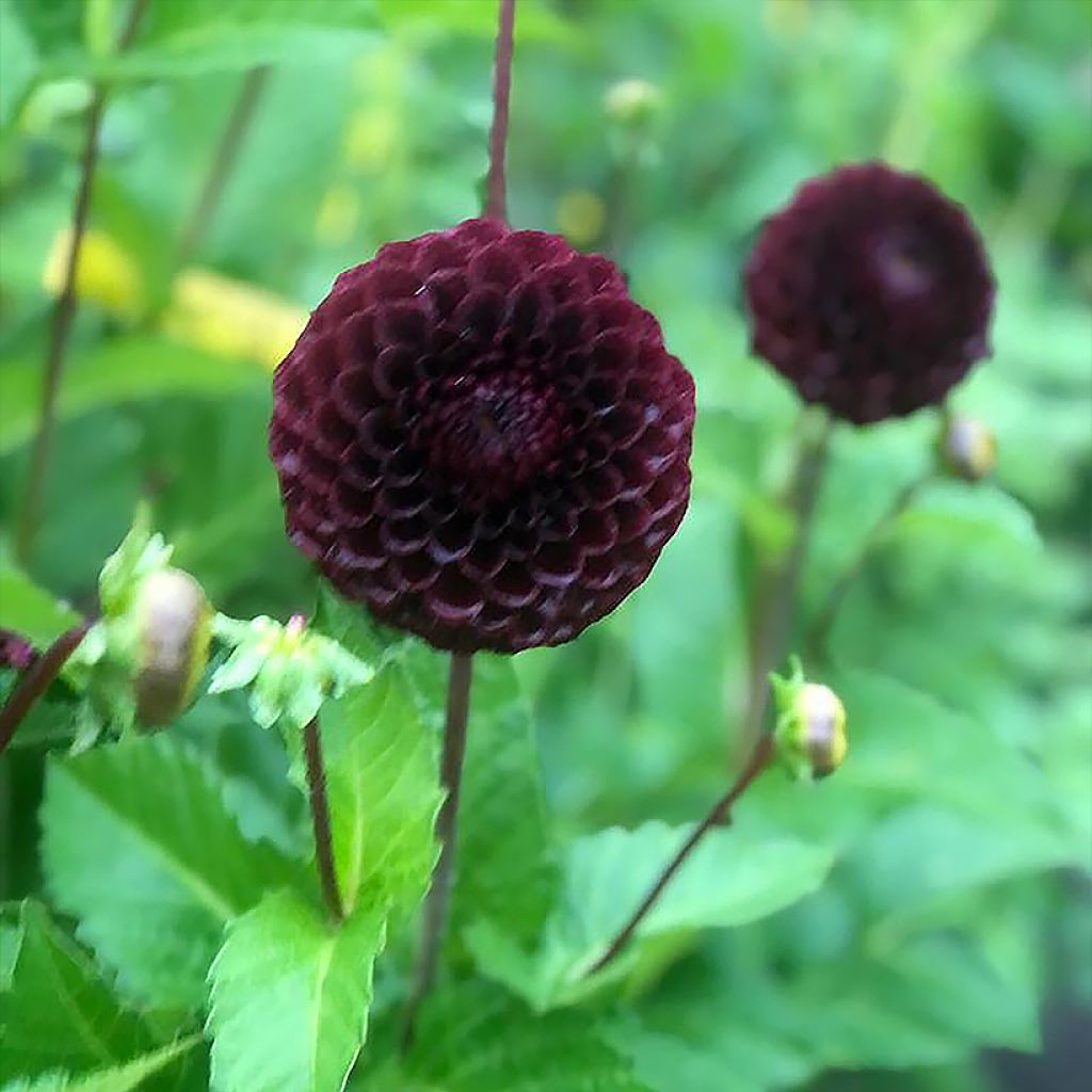 Dália bola Black Hero