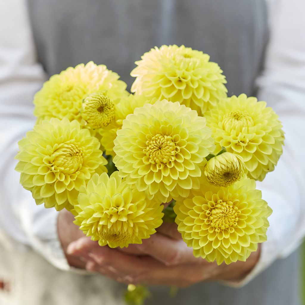 Dália bola Blyton Golden Girl