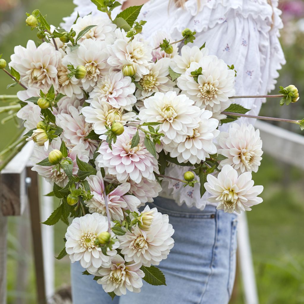 Dália decorativa Christo