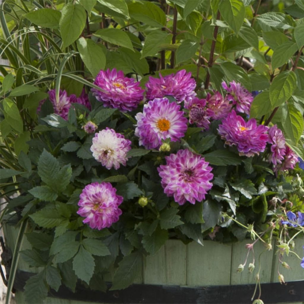 Dahlia Dalina® Maxi Bonita - Dahlia des Jardins double