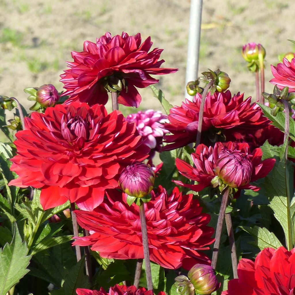 Dahlia Décoratif Karma Amora