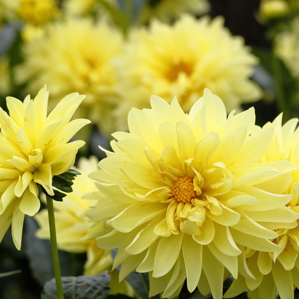 Dahlia nain Melody Latin