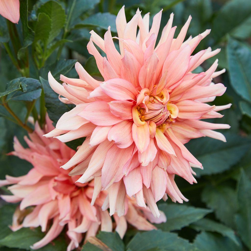 Dahlia géant Big Brother