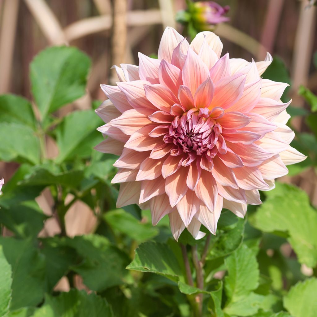 Dahlia géant Mango Madness