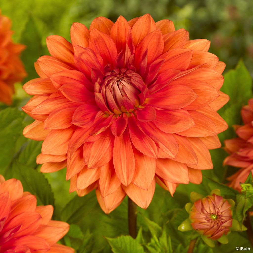 Dahlia décoratif Mrs Eileen