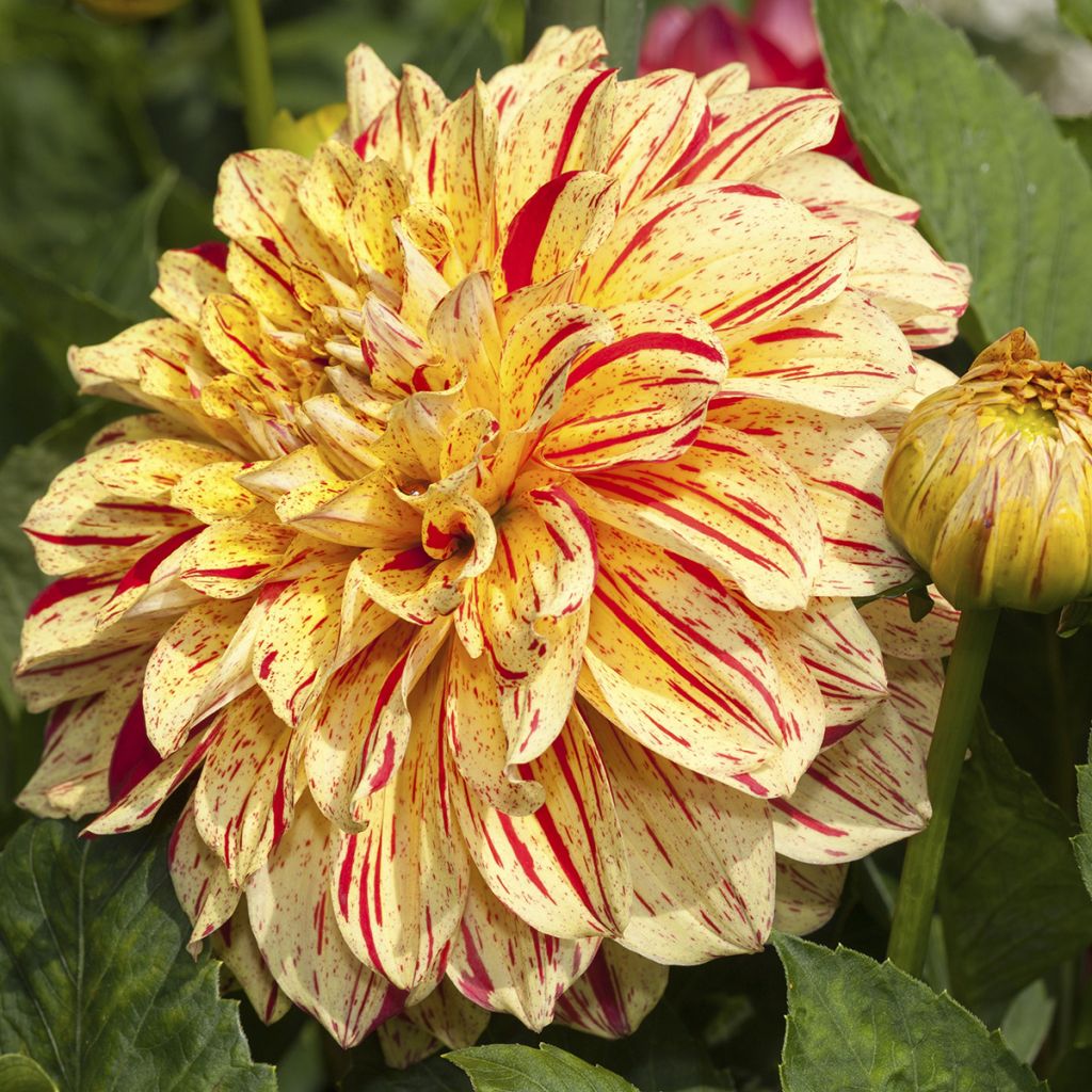 Dahlia décoratif Connels Gloriosa