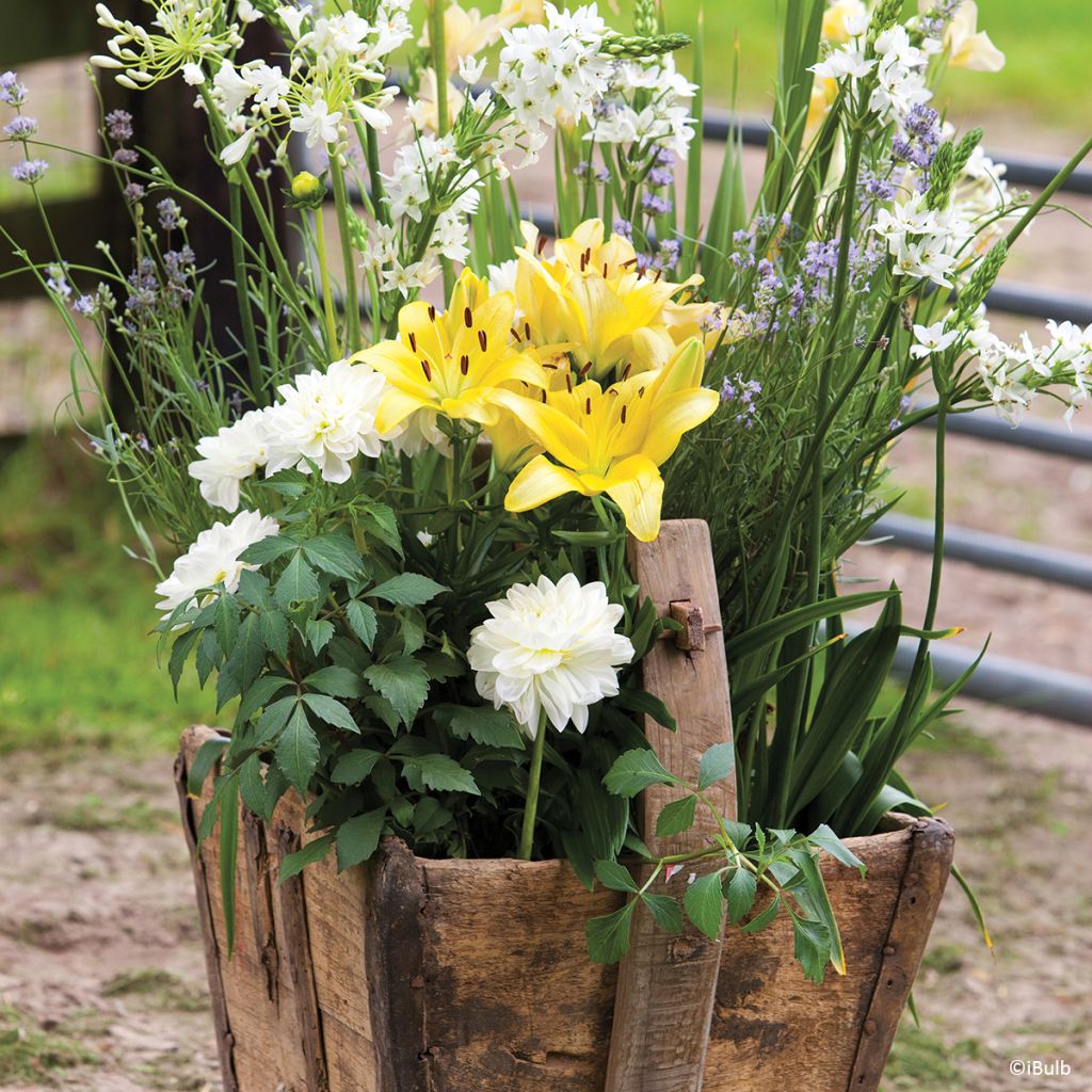 Dahlia décoratif Karma Serena