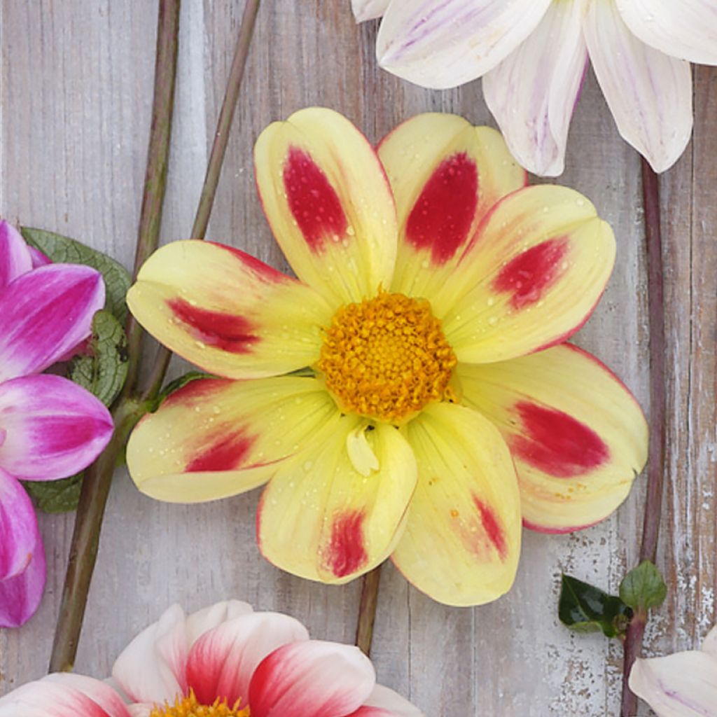 Dália anémona Flaming Emperor