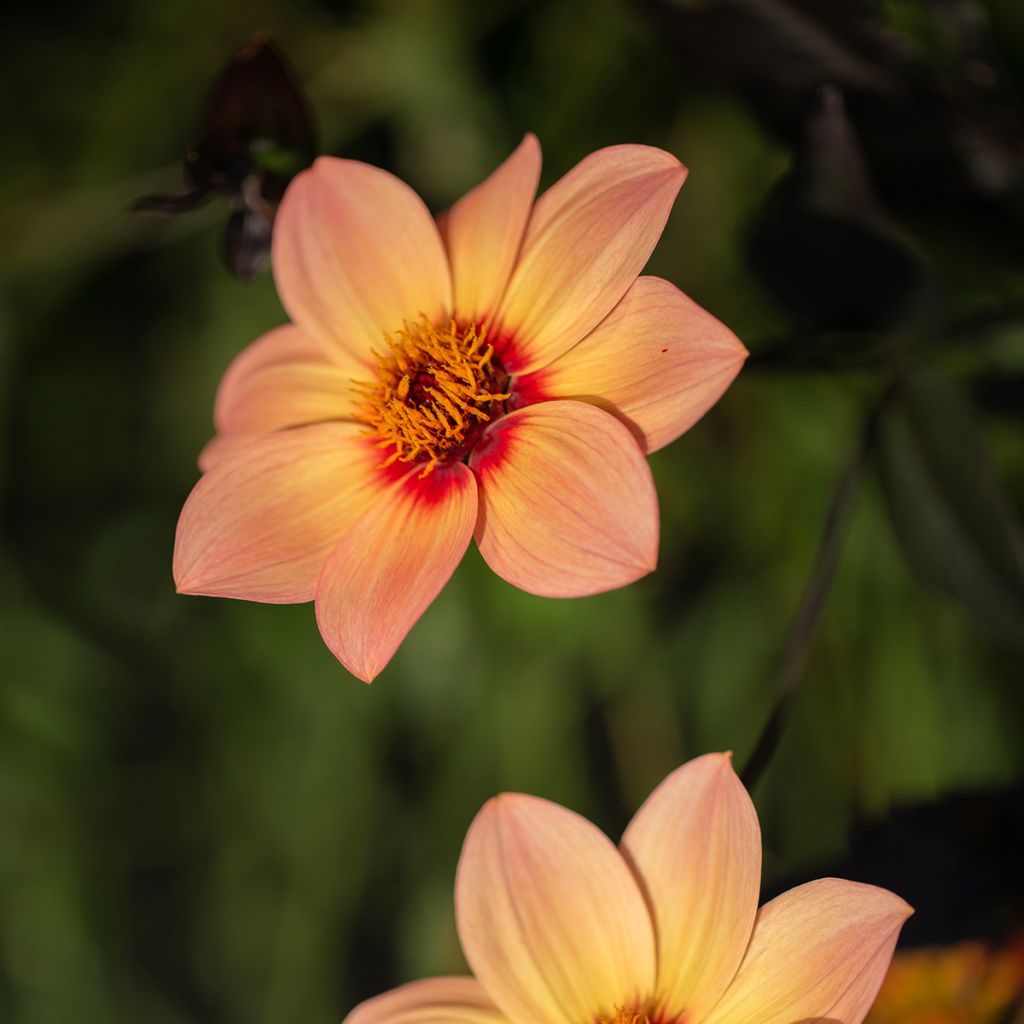 Dália anã Happy Single Kiss