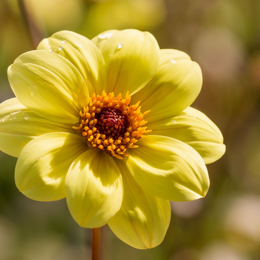 Dália anã Happy Single Party