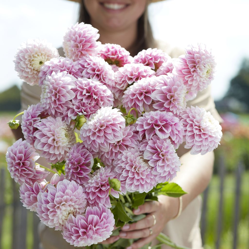 Dália bola Marshmallow Baby