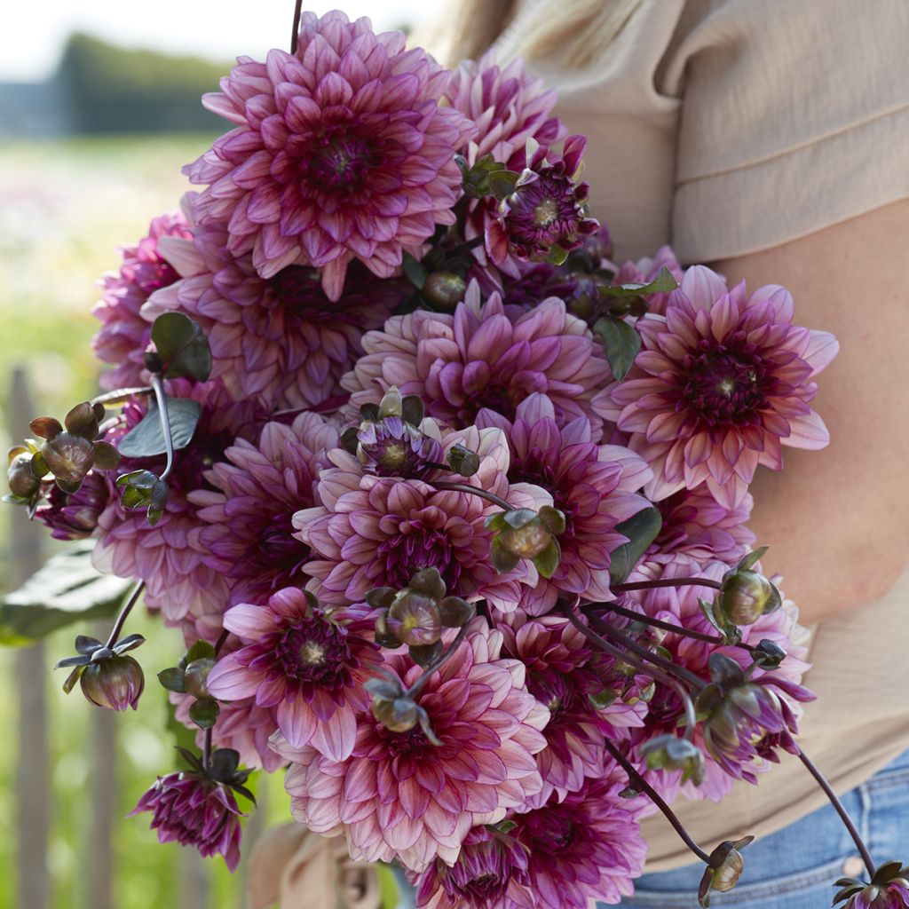 Dália decorativa Molly Raven