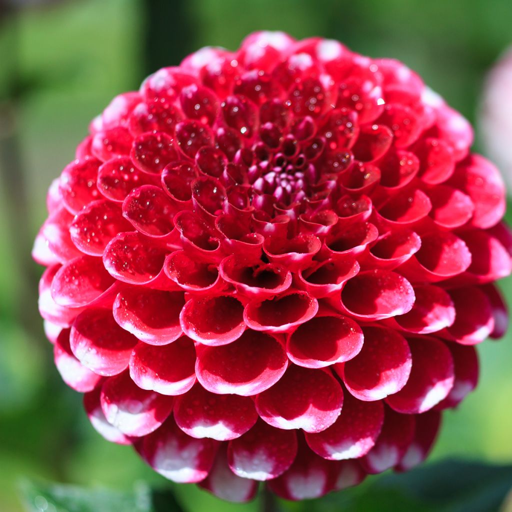 Dahlia pompon Little William