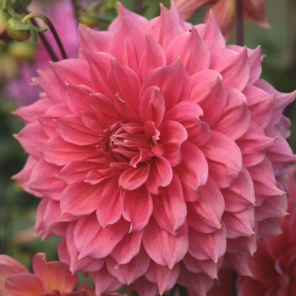 Dahlia Décoratif Summer Beauty