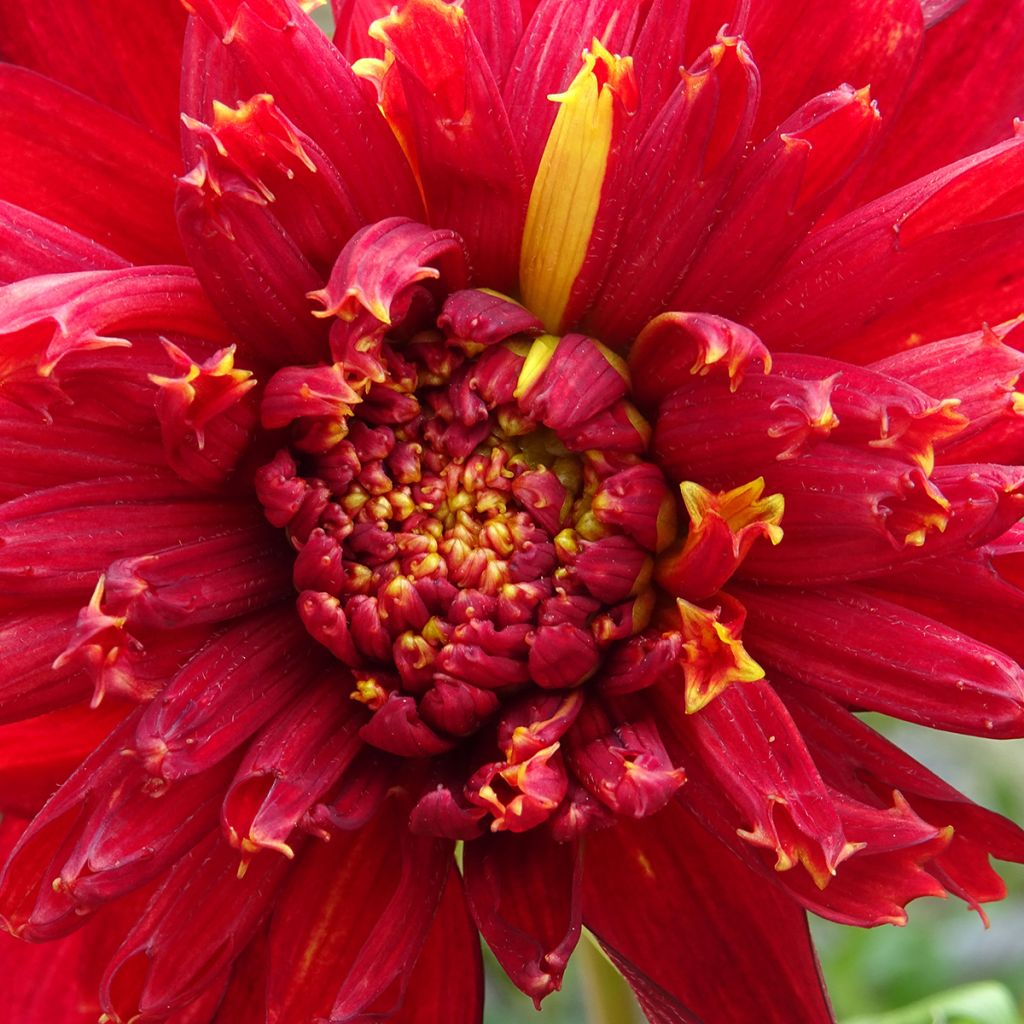 Dália anémona Jive