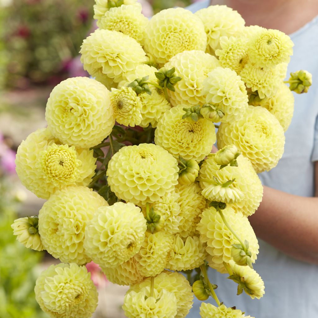 Dália bola Clearview Daniel