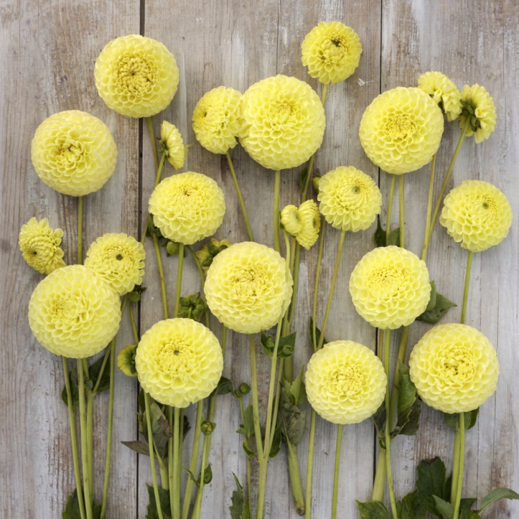 Dália bola Clearview Daniel