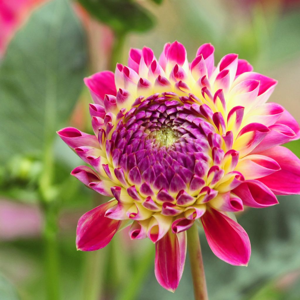 Dália bola Hapet Daydream