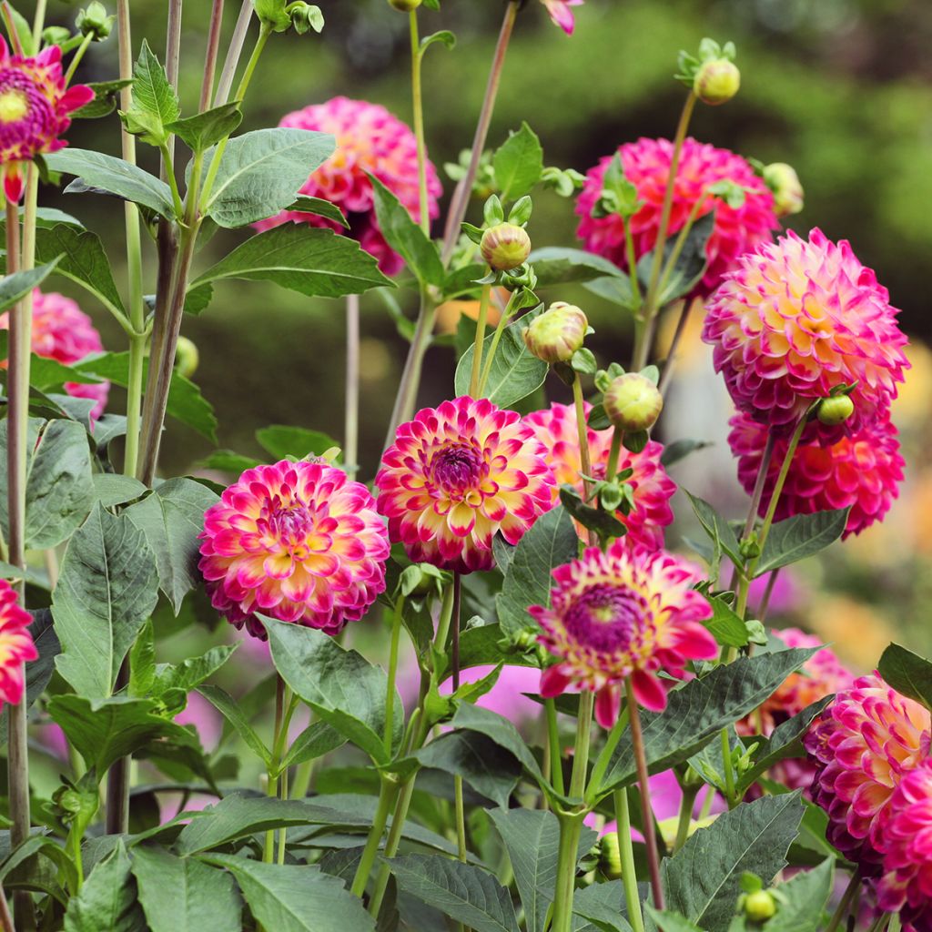 Dália bola Hapet Daydream