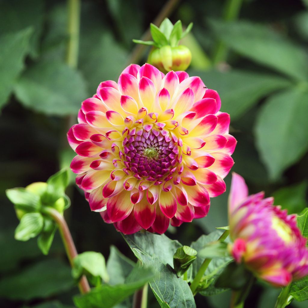 Dália bola Hapet Daydream