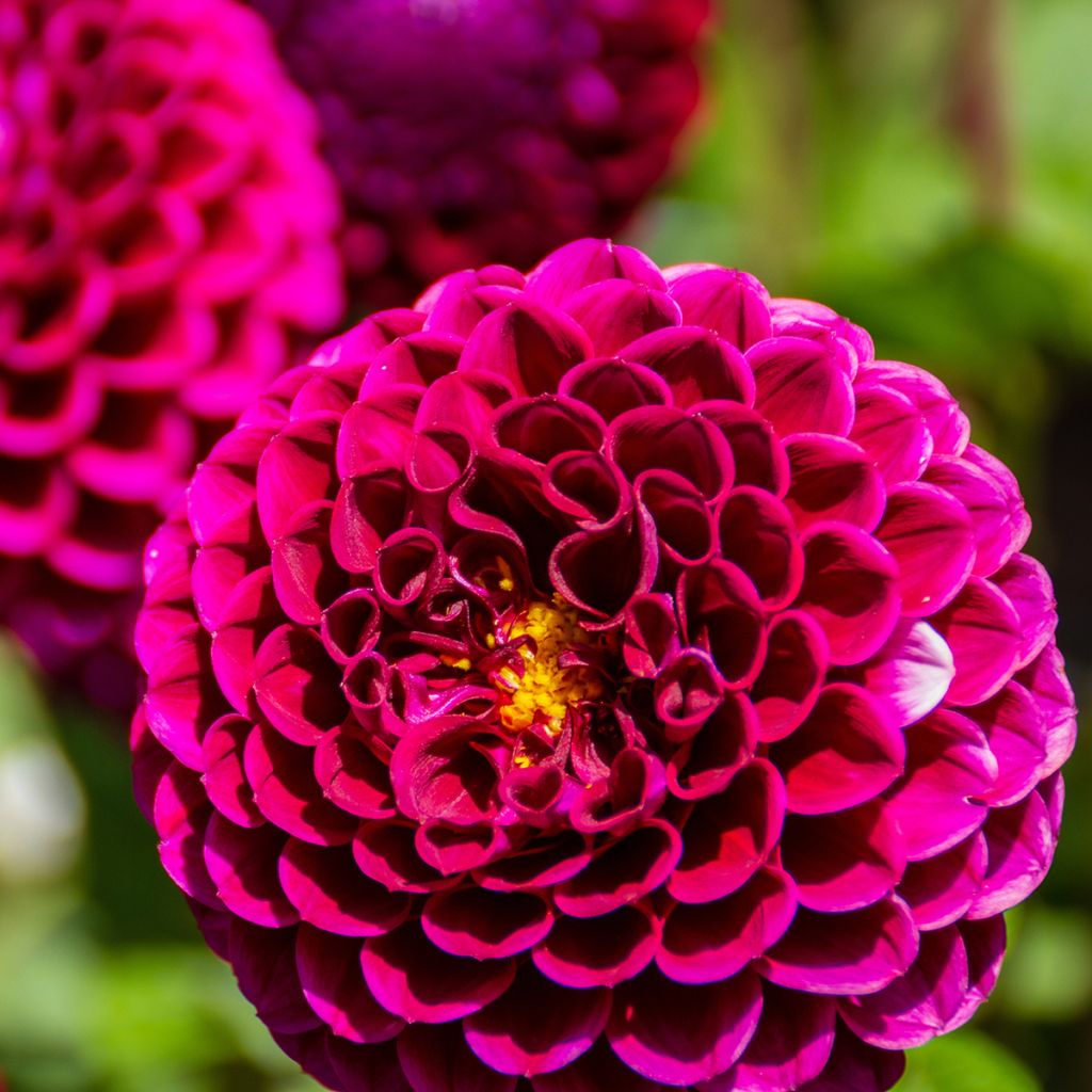 Dália bola Ivanetti