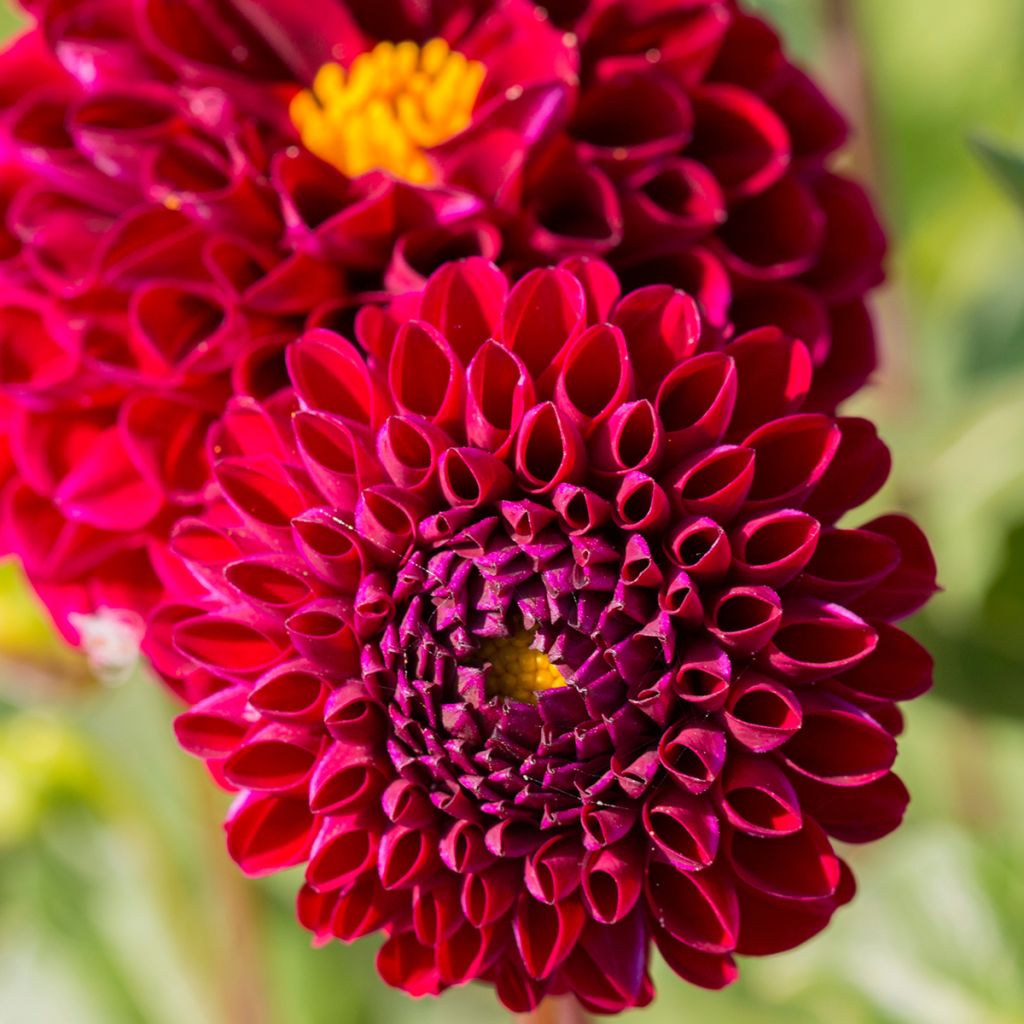 Dália bola Ivanetti