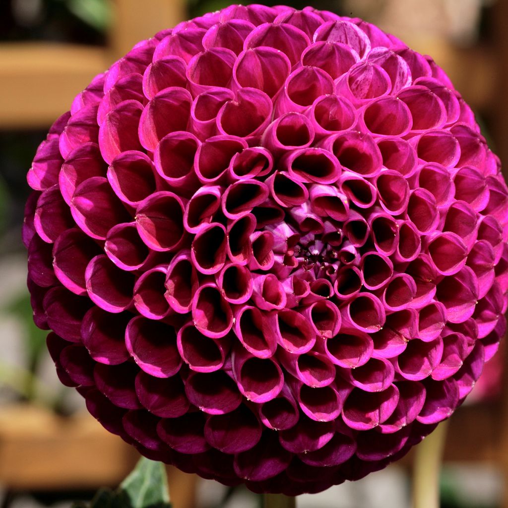 Dália bola Ivanetti