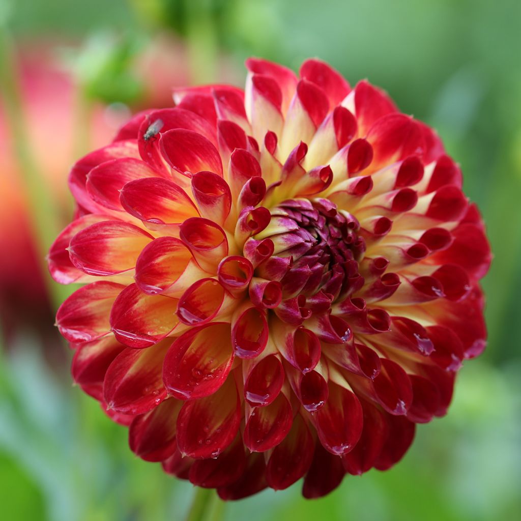 Dália bola Jowey Joshua