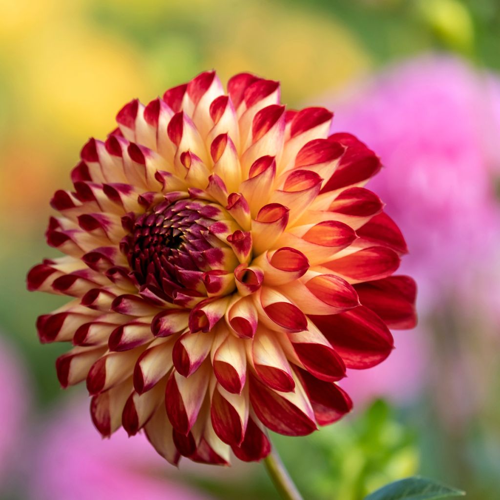 Dália bola Jowey Joshua