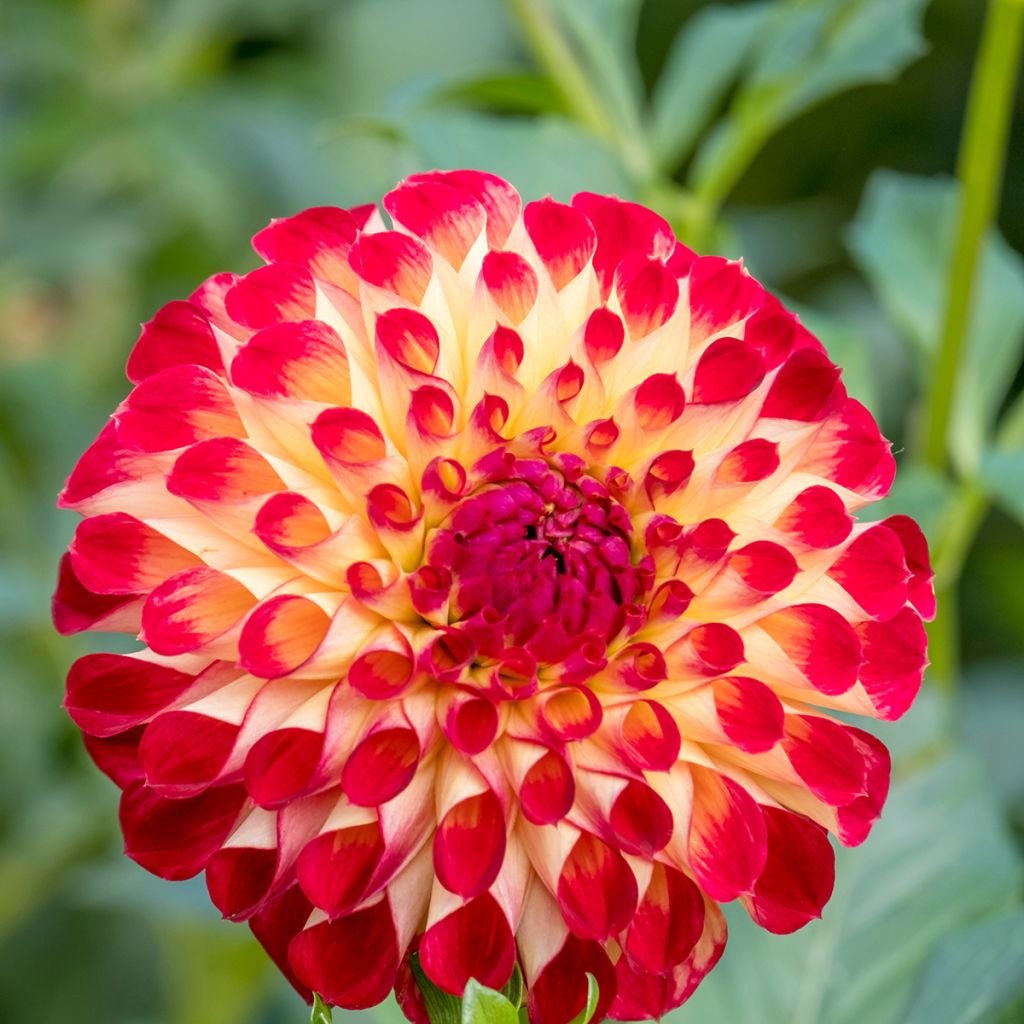 Dália bola Jowey Joshua