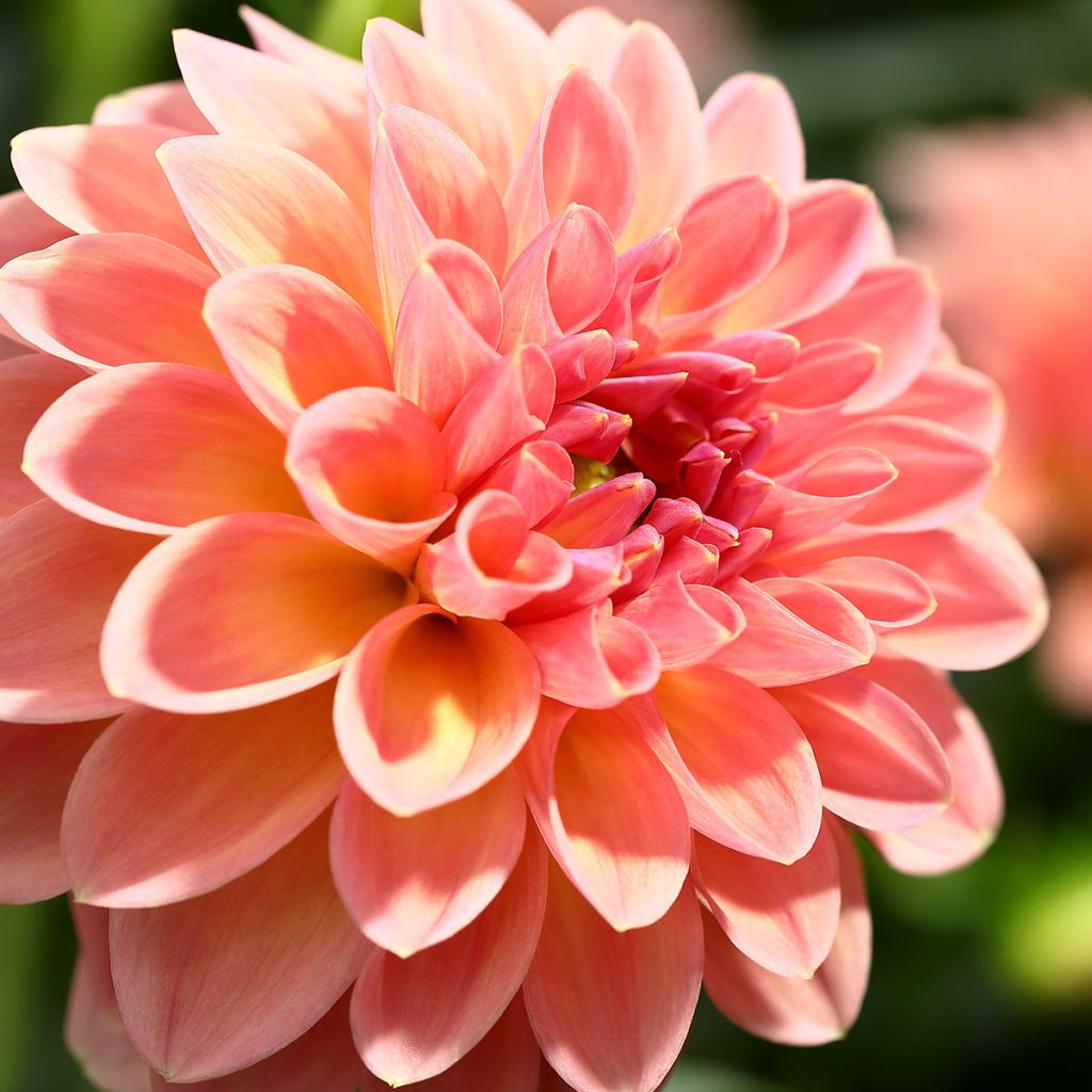 Dália bola Joey Winnie