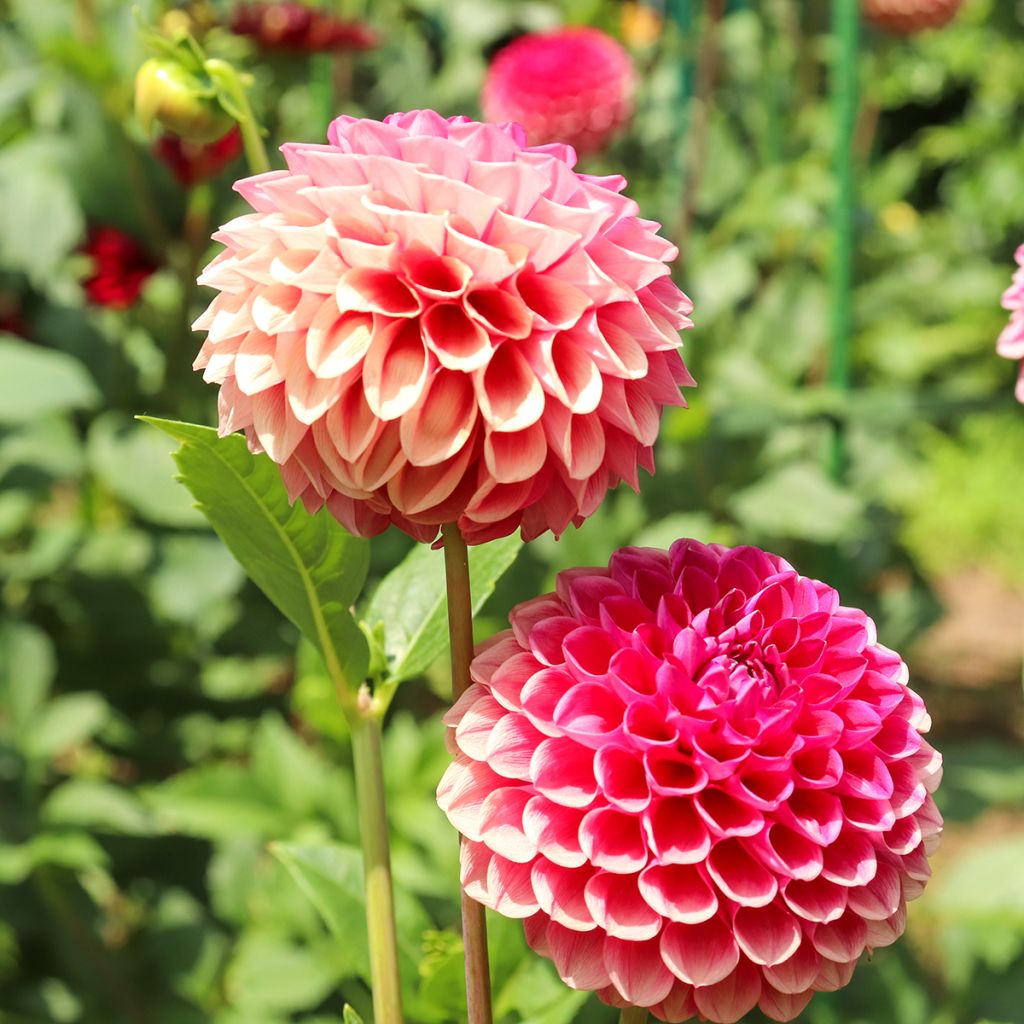 Dália bola Joey Winnie