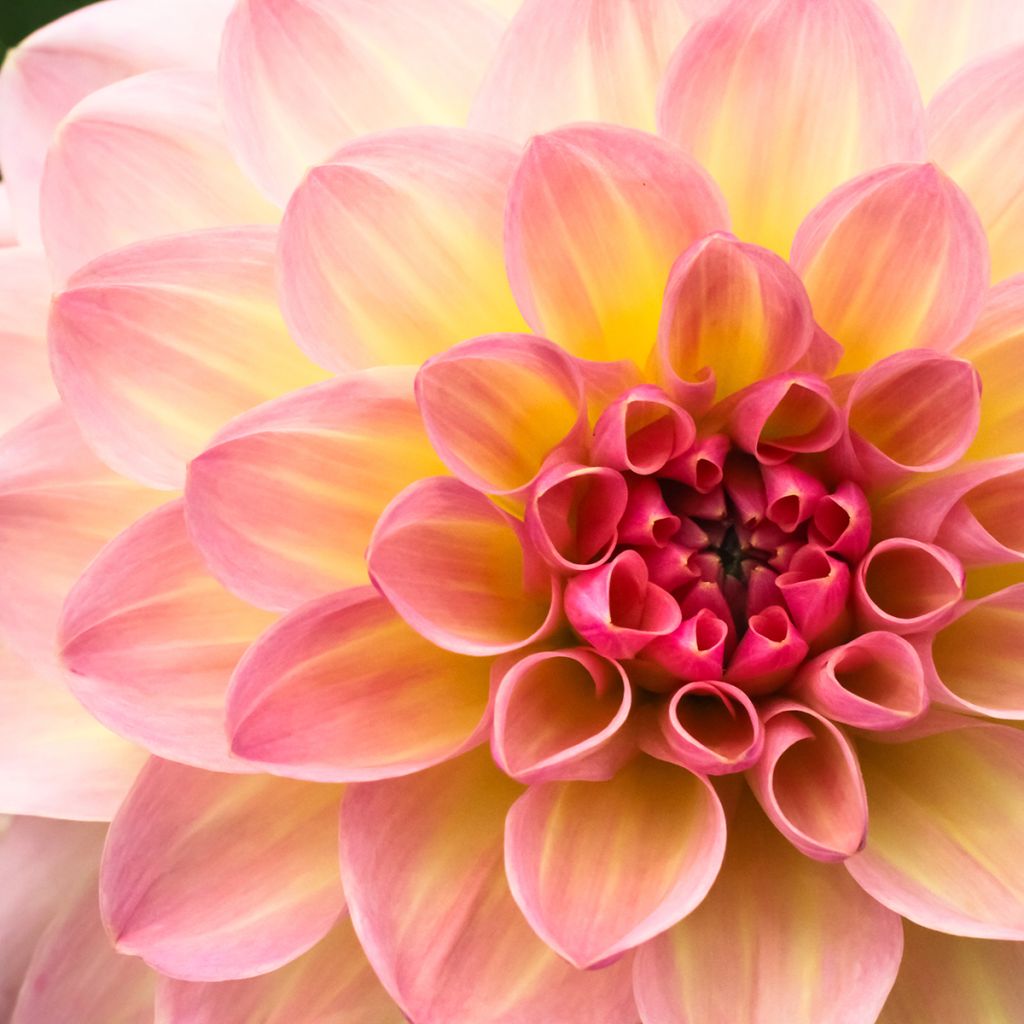 Dália bola Joey Winnie