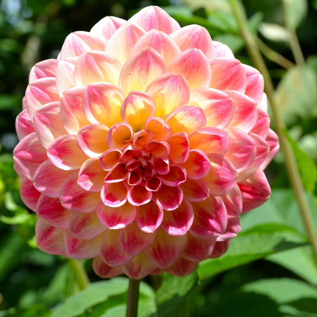 Dália bola Joey Winnie