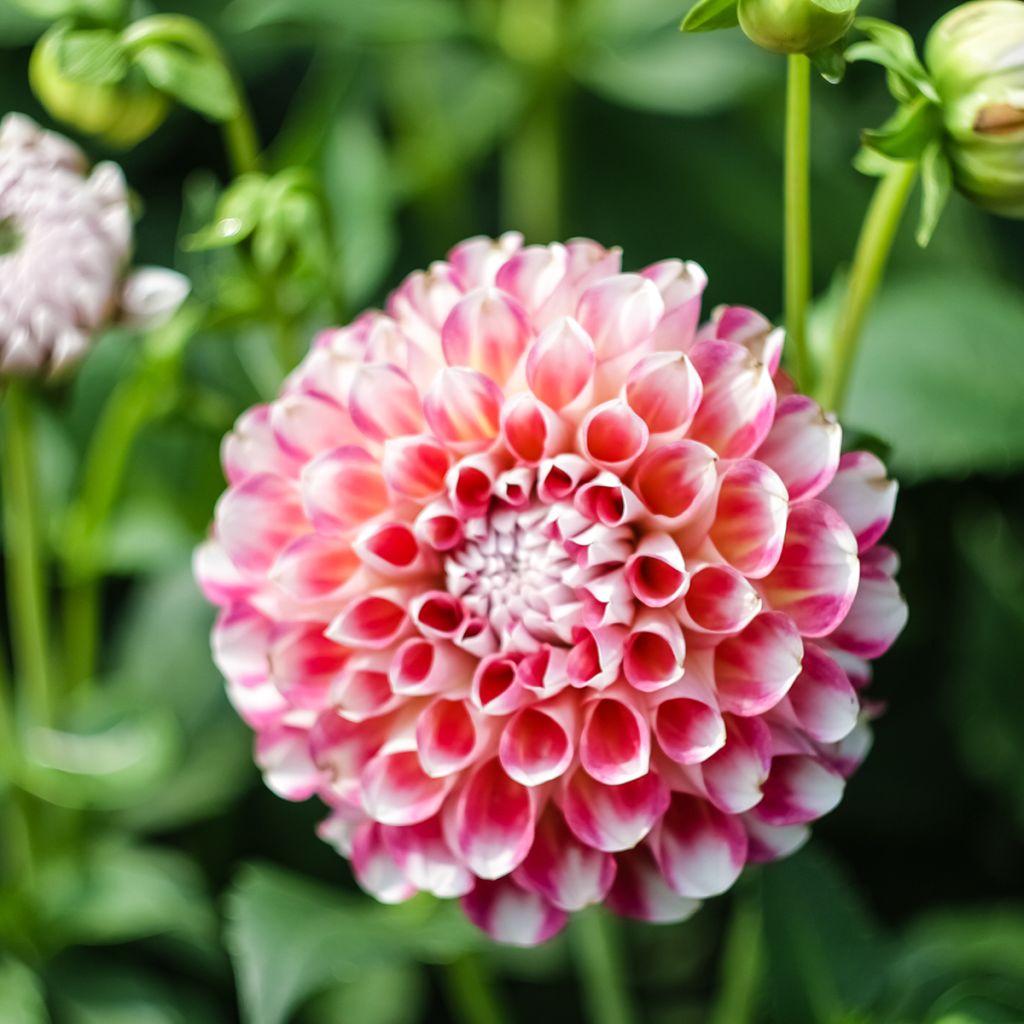 Dália bola Joey Winnie