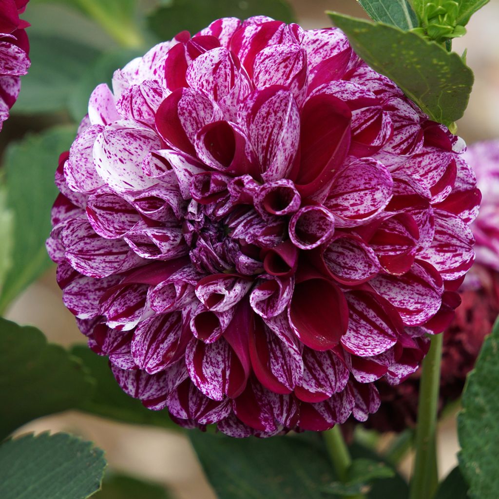 Dália bola Marble Ball