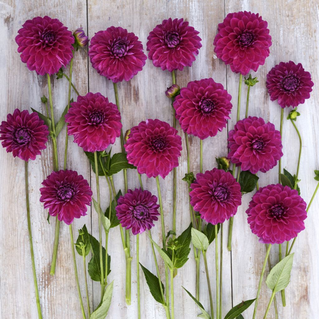 Dália bola Randy Crawford