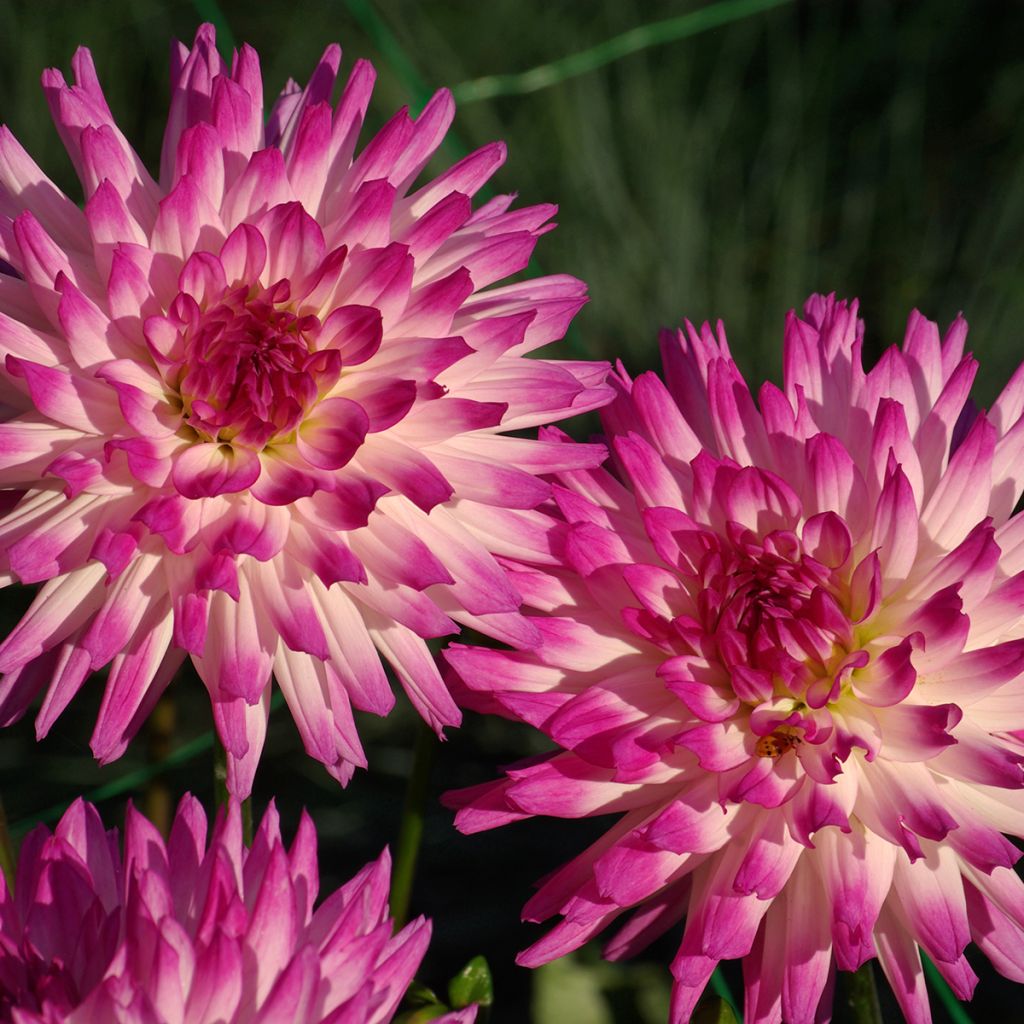 Dália cactus Hayley Jane