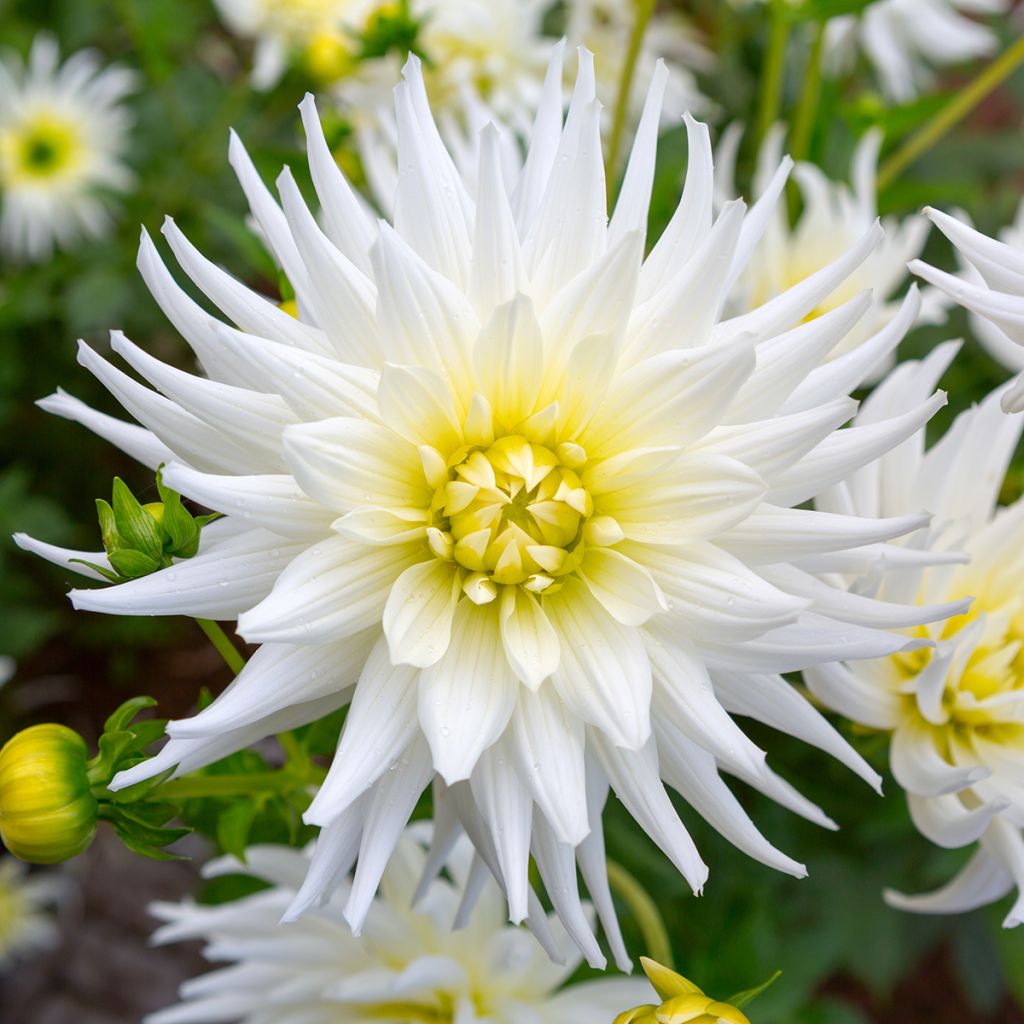 Dália cactus My Love