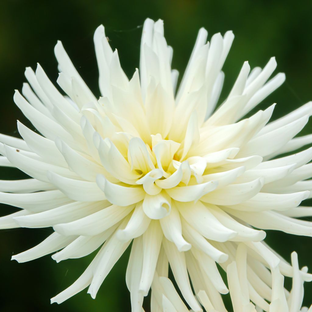 Dália cactus My Love