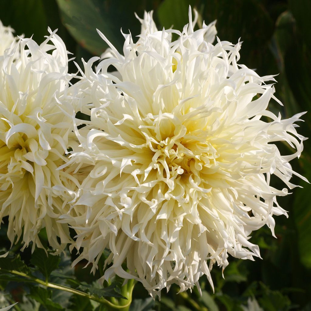 Dália cactus Tsuki Yori no Shisha