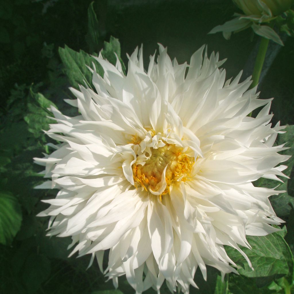 Dália cactus Tsuki Yori no Shisha