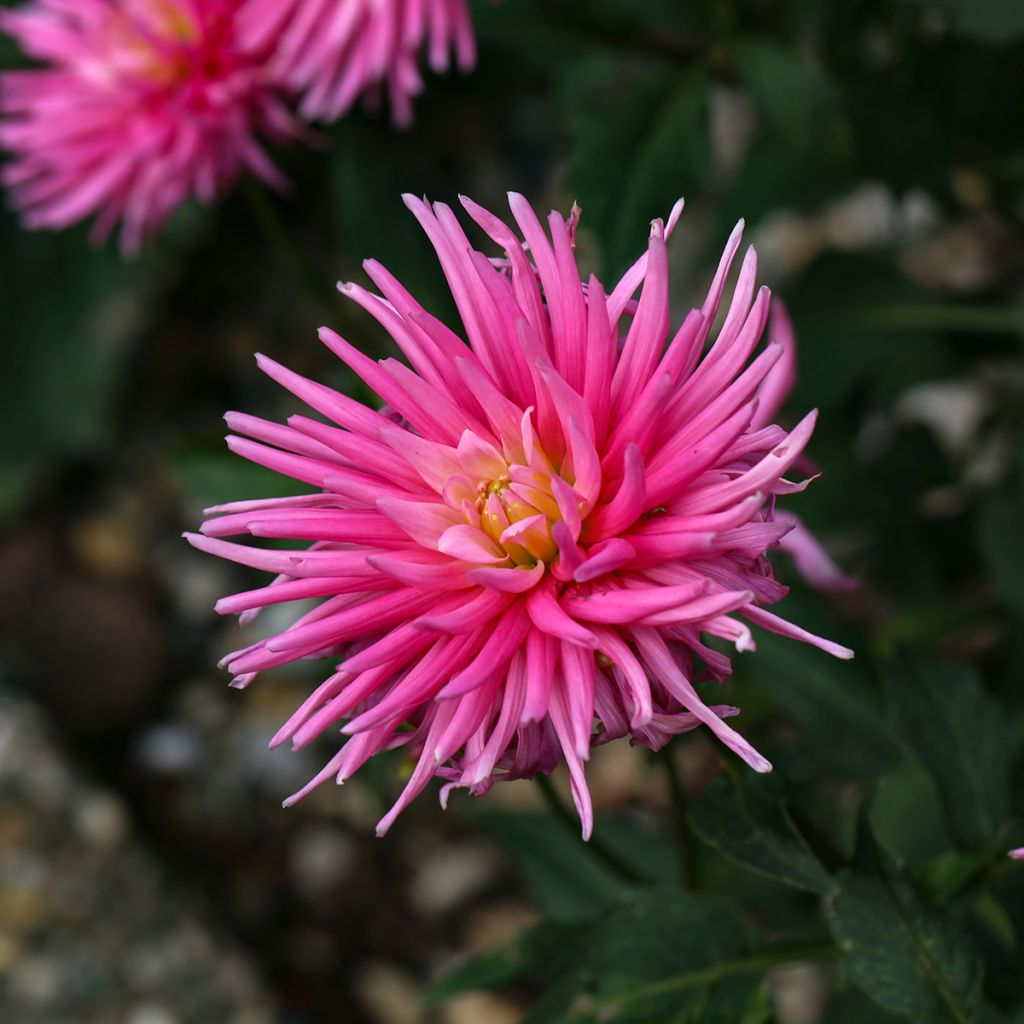 Dália cactus anã Blue Record