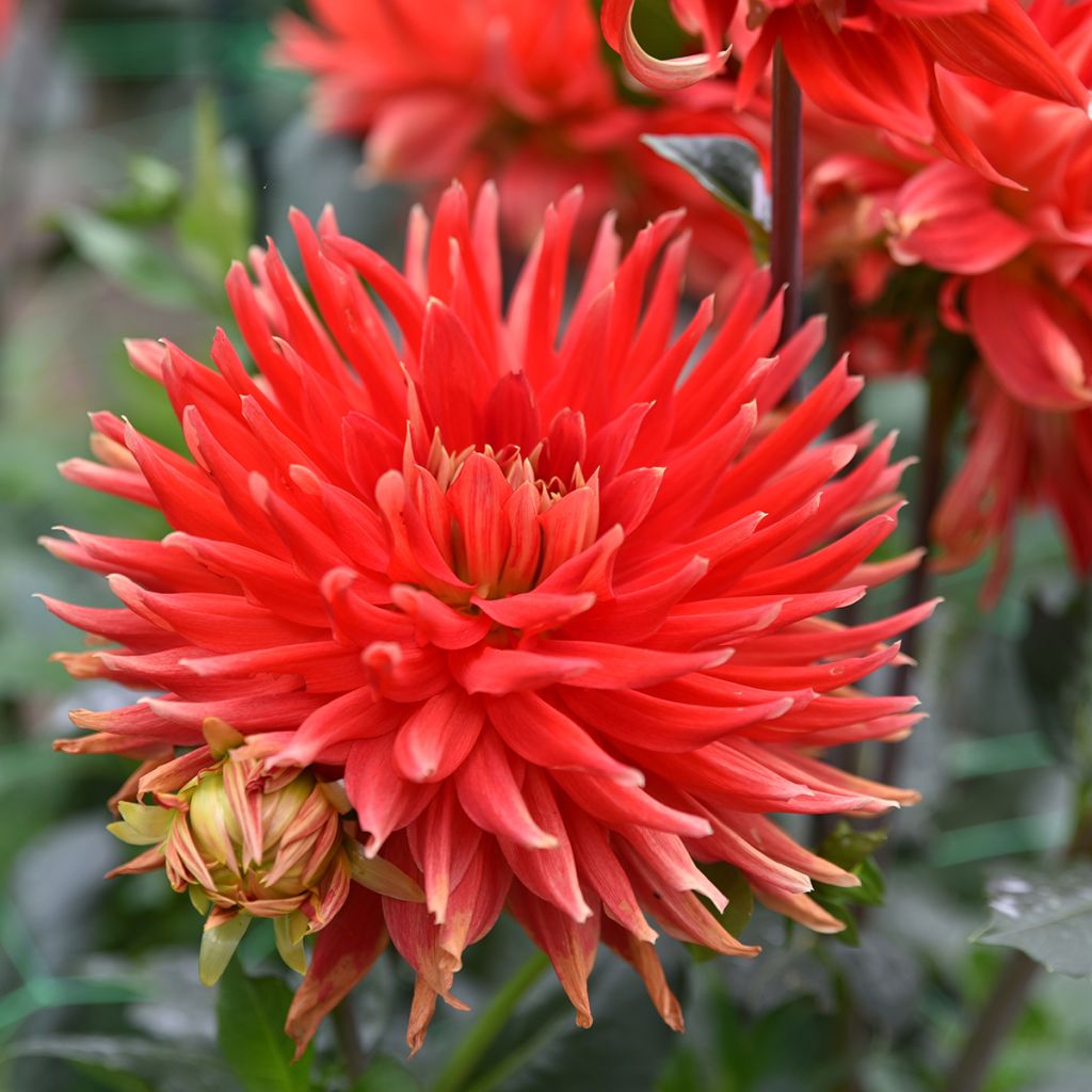 Dália cactus anã Park Idylle
