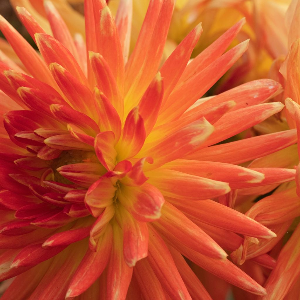 Dália cactus anã Park Record