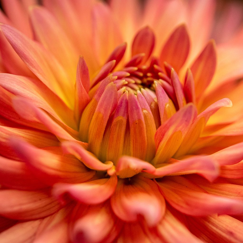 Dália cactus anã Park Record